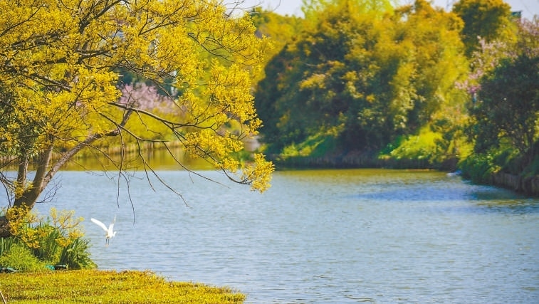  碧波蕩漾 浙江嘉興市海鹽縣望海街道永福社區(qū)荷花池，一汪碧水波光粼粼，風(fēng)光旖旎。當(dāng)?shù)厥冀K堅(jiān)持綠色發(fā)展，促進(jìn)人與自然和諧共生。 肖弗勒模具（嘉興）有限公司德國(guó)籍經(jīng)理 湯姆·魯特納攝 “當(dāng)?shù)卮迕窀嬖V我，如今環(huán)境變好了，茶余飯后，大家都會(huì)到河邊散散步，欣賞美景，和鄰居聊聊天。我想，好生態(tài)是大自然的饋贈(zèng)，更是長(zhǎng)三角地區(qū)大力治理生態(tài)環(huán)境的結(jié)果。希望美麗中國(guó)的綠色發(fā)展之路越走越好。”