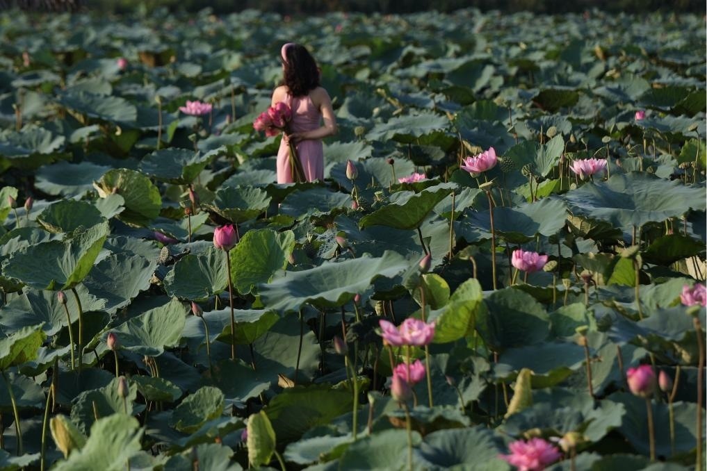 這是2020年7月15日，一名女子在越南首都河內(nèi)西湖畔的荷花叢中留影。