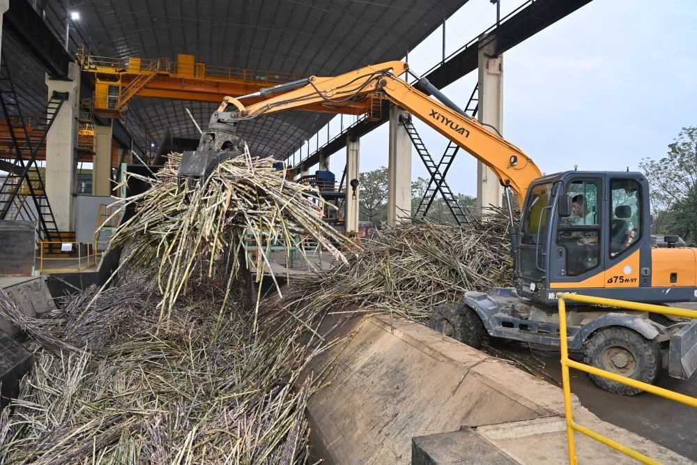 12月14日，在廣西來賓東糖鳳凰有限公司，員工操作機(jī)械將甘蔗投入傳送帶，準(zhǔn)備送往壓榨車間。