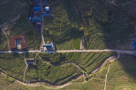 漠源鄉(xiāng)西柚基地。將樂(lè)縣農(nóng)業(yè)農(nóng)村局供圖