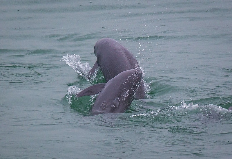 2021年5月10日，在湖北省宜昌市江邊，長(zhǎng)江江豚在水中嬉戲。
