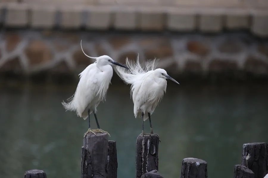 筼筜湖白鷺。人民網(wǎng)記者 陳博 攝