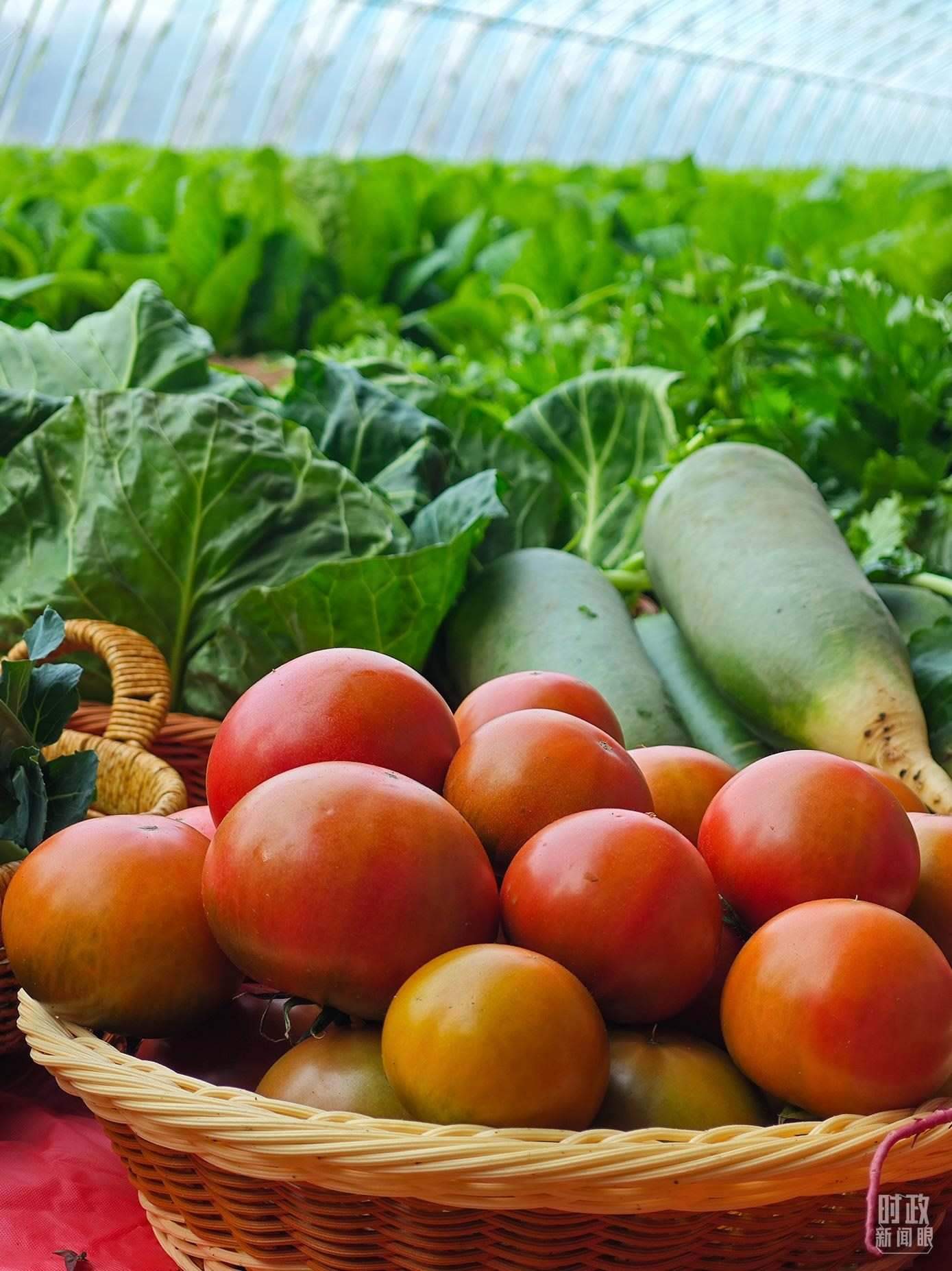 △第六埠村蔬菜大棚，蔬菜收獲頗豐。（總臺(tái)央視記者彭漢明拍攝）