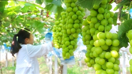 小屯村葡萄園里的陽(yáng)光玫瑰葡萄。肖俊楠攝