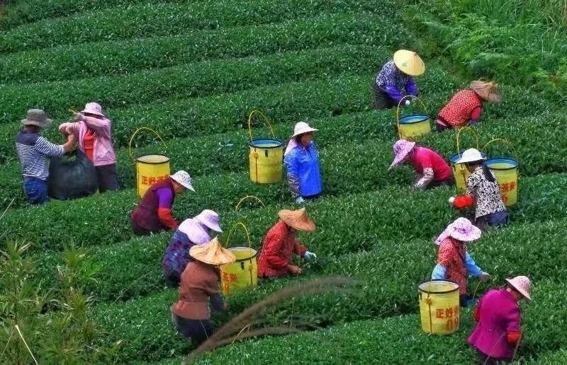 △軍營(yíng)村茶農(nóng)在茶園采茶。