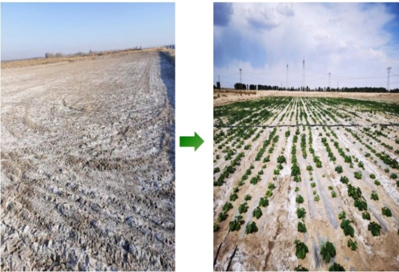 鹽堿地成良田。黃花農(nóng)場(chǎng)供圖