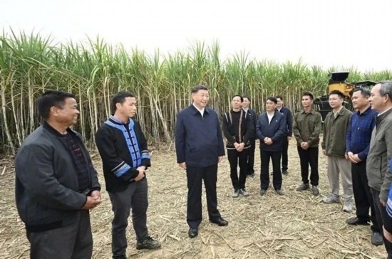 2023年12月14日，習(xí)近平總書記在廣西來賓市國家現(xiàn)代農(nóng)業(yè)產(chǎn)業(yè)園黃安優(yōu)質(zhì)“雙高”糖料蔗基地考察。