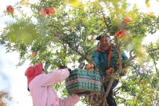 紅彤彤的石榴掛滿枝頭，農(nóng)戶們穿梭在林中采摘，享受著豐收的喜悅。