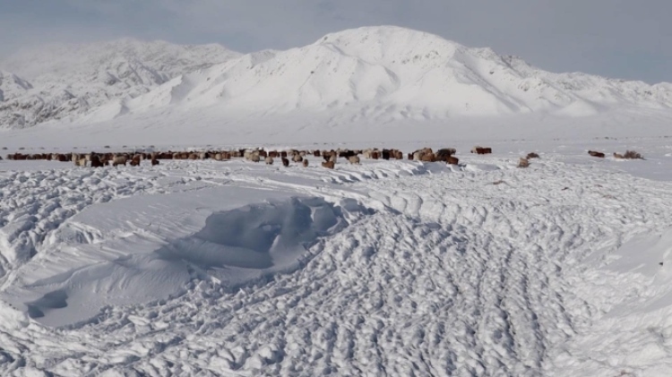 蒙古國近日發(fā)生雪災(zāi)。圖片來源：蒙政府網(wǎng)站
