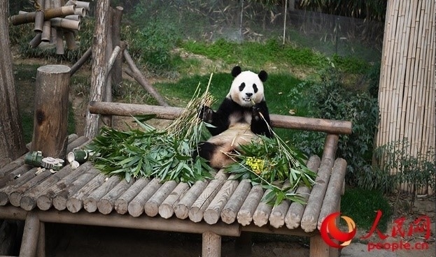 “福寶”享用新鮮的竹子。人民網(wǎng) 李帆攝