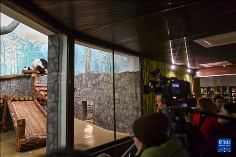 3月8日，人們在俄羅斯莫斯科動物園觀看大熊貓“喀秋莎”（左）和媽媽“丁丁”。新華社記者 曹陽 攝