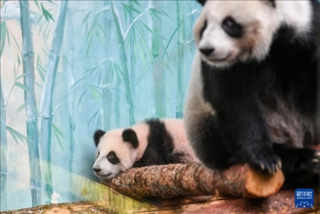 這是3月8日在俄羅斯莫斯科動物園拍攝的大熊貓“喀秋莎”（左）和媽媽“丁丁”。新華社記者 曹陽 攝