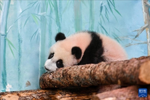 這是3月8日在俄羅斯莫斯科動物園拍攝的大熊貓“喀秋莎”。新華社記者 曹陽 攝