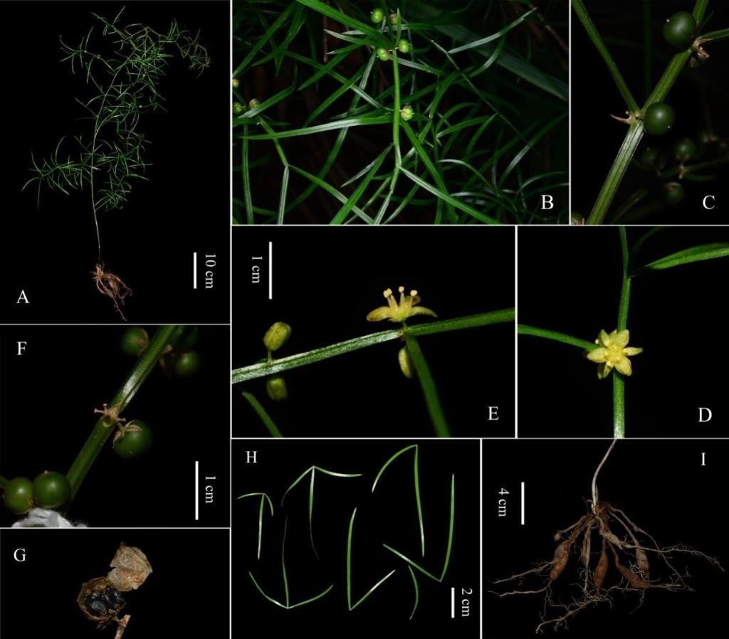 圖為大別山天門冬的形態(tài)特征。（中國(guó)科學(xué)院武漢植物園供圖）