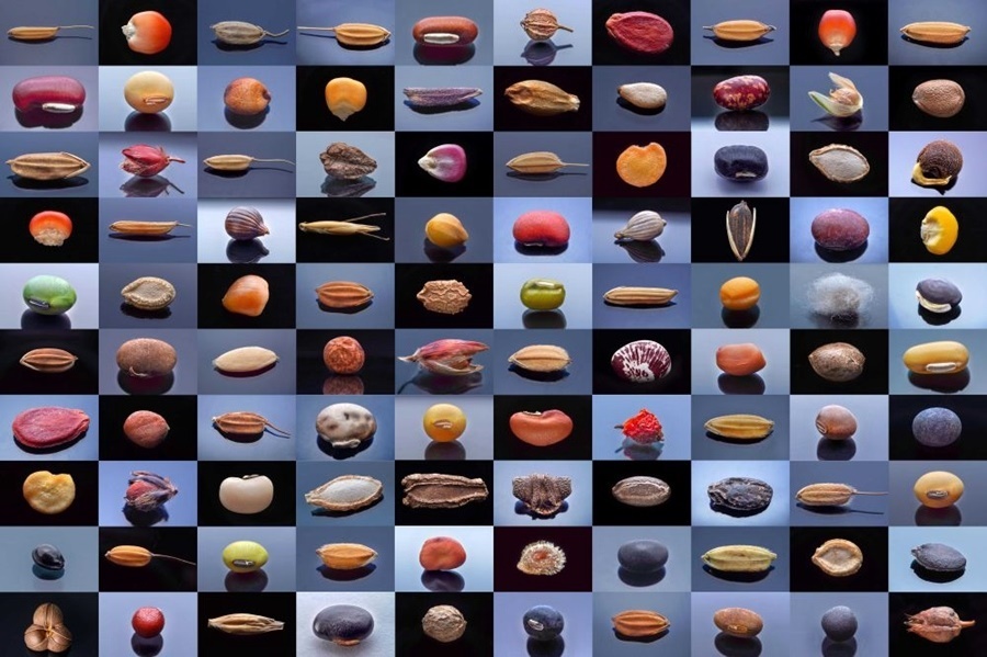 微距鏡頭下，湖南省農(nóng)作物種質(zhì)資源庫的種子千姿百態(tài)（100個種子拼版照片）。