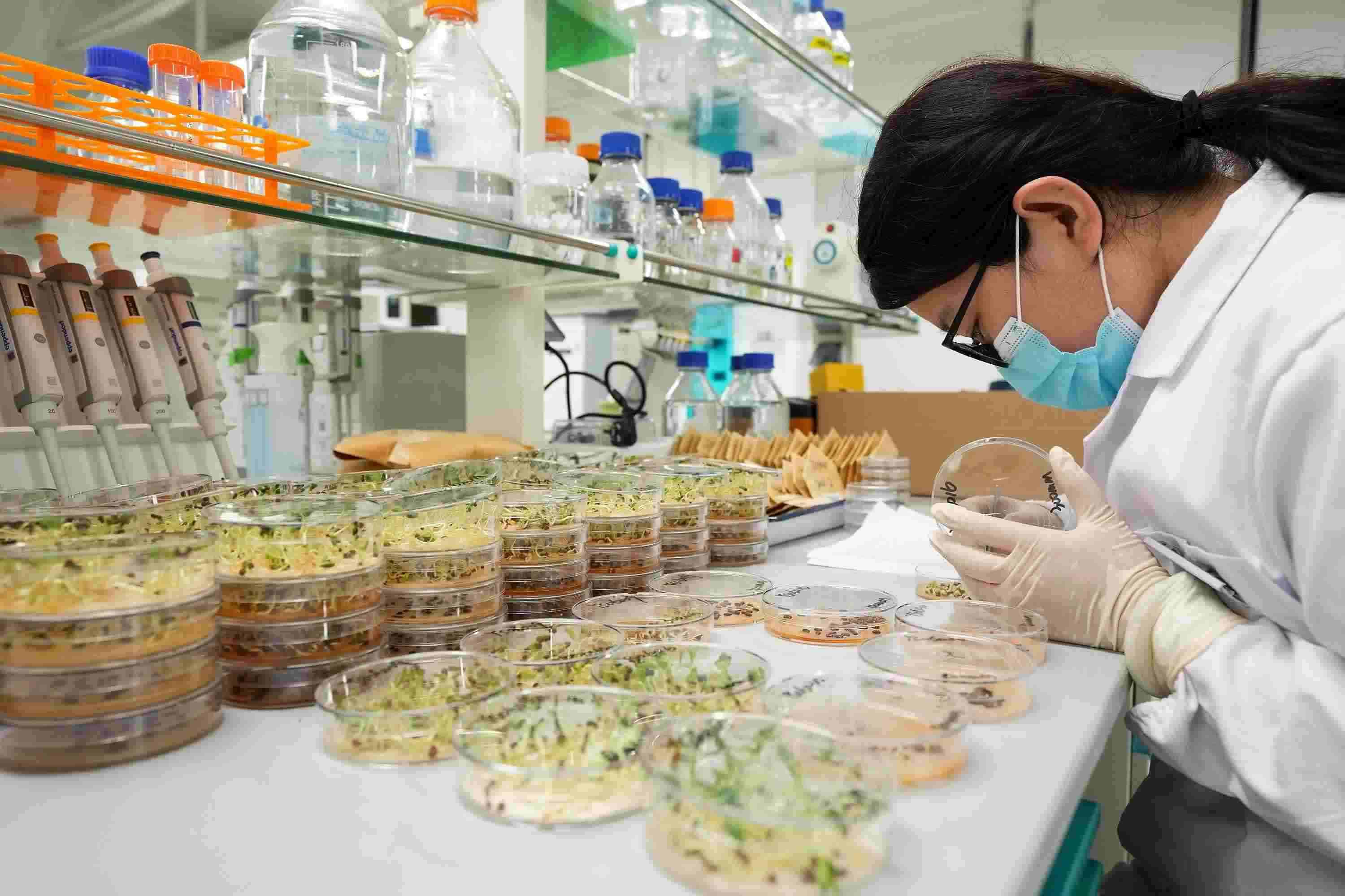 △ 海南三亞崖州灣科技城的崖州灣種子實(shí)驗(yàn)室，科研人員正在觀察種子樣本。