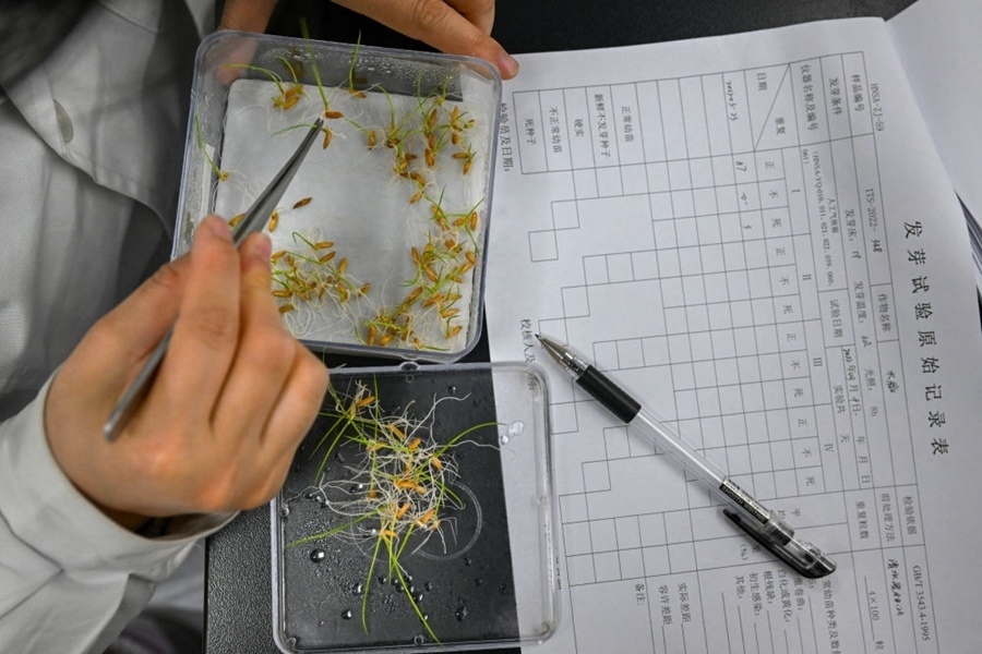 2022年3月23日，在湖南省農(nóng)作物種質(zhì)資源庫實驗室，檢測員對保存的水稻種子進行發(fā)芽試驗檢測。