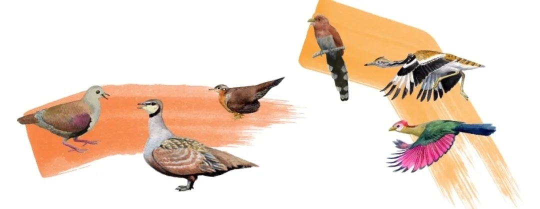 鴿鴇類。浙江大學(xué)供圖