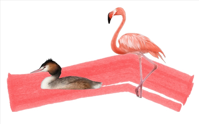 奇跡鳥類（火烈鳥總目）。浙江大學(xué)供圖