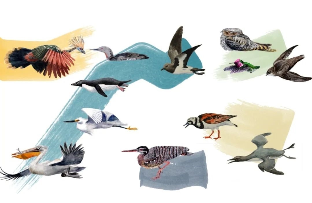元素鳥類。浙江大學(xué)供圖