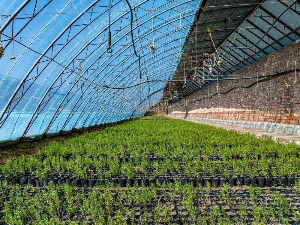 △內(nèi)蒙古一苗圃正在育苗。今年內(nèi)蒙古將投資2200萬元保障“三北”工程種苗供應(yīng)，助力打好“三北”工程攻堅戰(zhàn)。