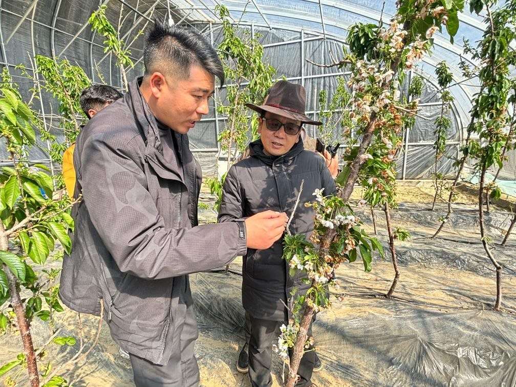 山東援藏小組及技術(shù)人員在大棚查看果蔬長(zhǎng)勢(shì)。（受訪者供圖）