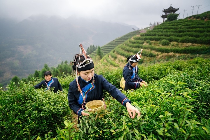 惠明茶采摘。供圖 共享聯(lián)盟·景寧