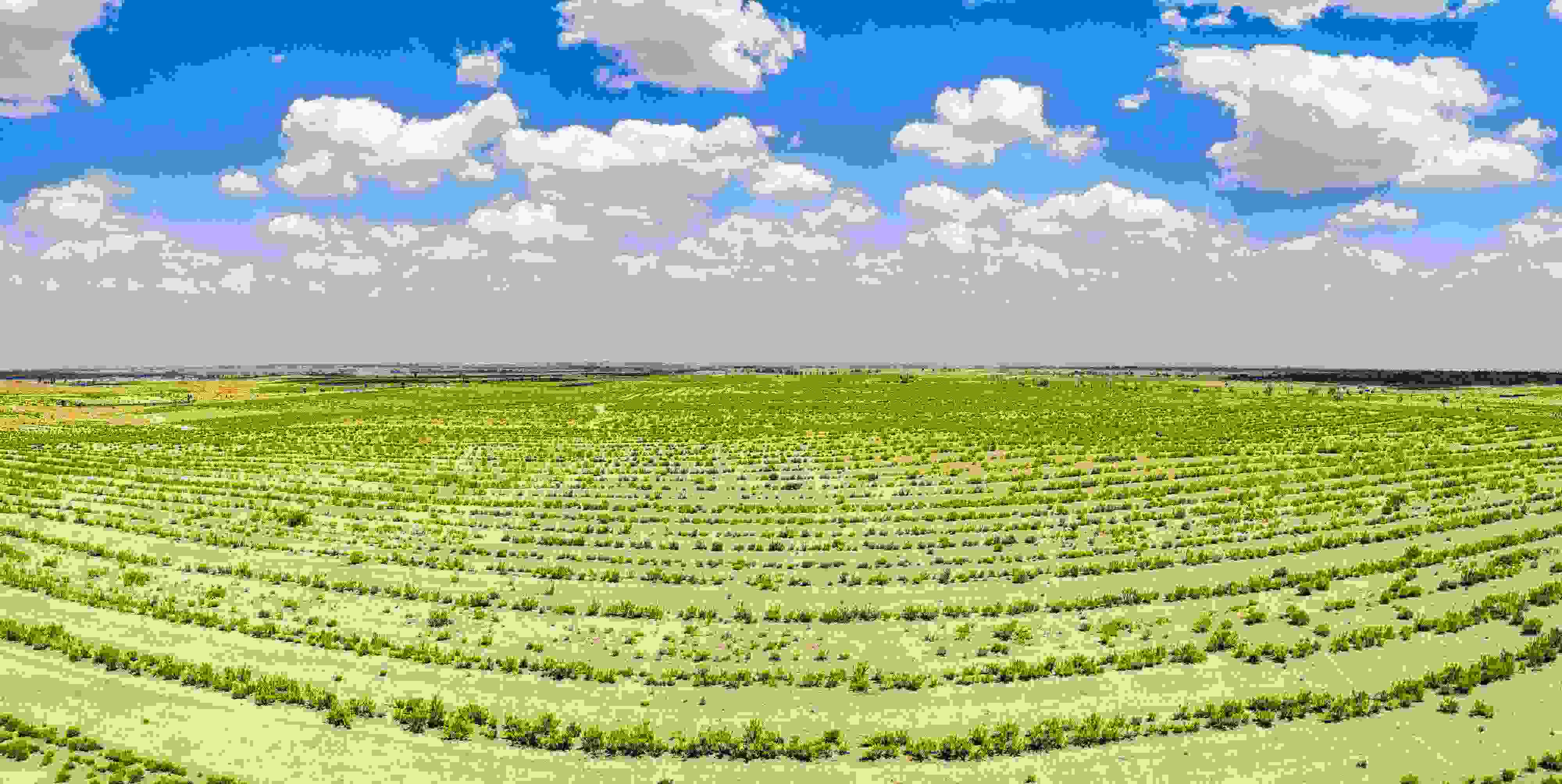 2023年6月7日，內(nèi)蒙古鄂爾多斯，毛烏素沙漠。