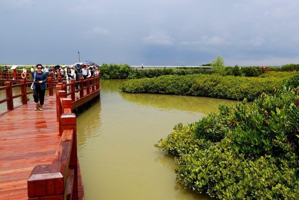 △2023年6月13日，人們?cè)趶V東湛江市麻章區(qū)金牛島觀賞紅樹林。