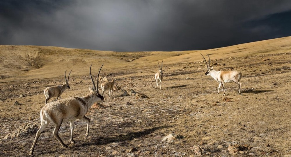 “高原精靈”藏羚羊。尼瑪多吉攝