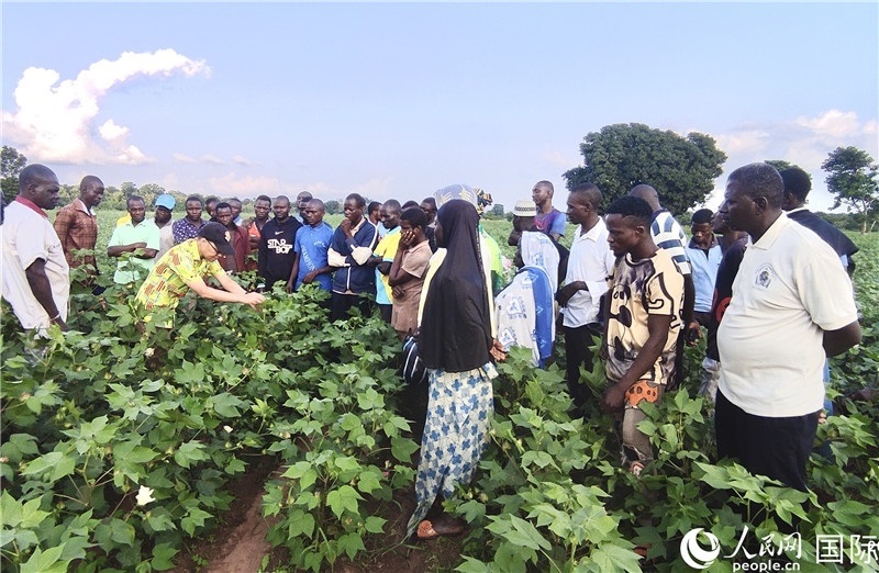 當(dāng)?shù)孛揶r(nóng)紛紛向中國(guó)專家學(xué)習(xí)技術(shù)。人民網(wǎng)記者 黃培昭攝