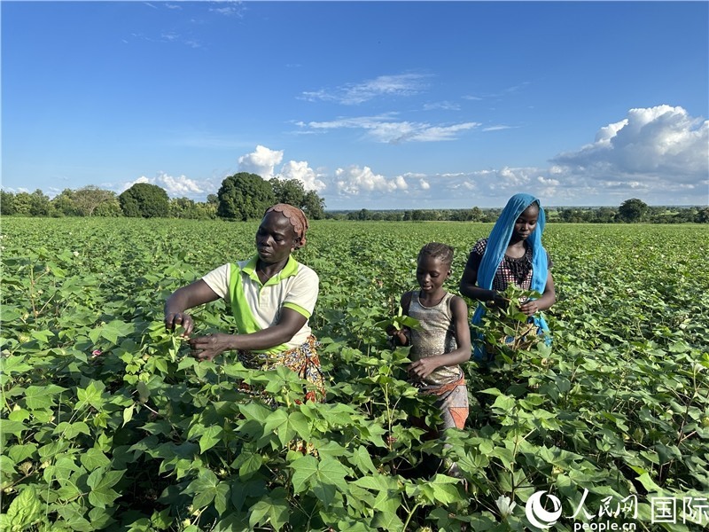 當(dāng)?shù)孛揶r(nóng)在麥田里勞作。人民網(wǎng)記者 黃培昭攝