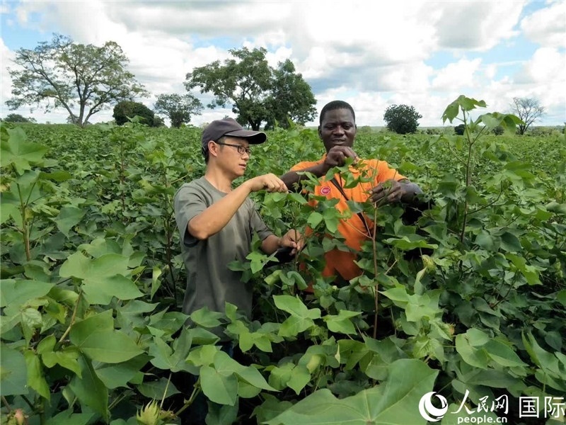 首小勇指導(dǎo)當(dāng)?shù)剞r(nóng)民種植棉花。人民網(wǎng)記者 黃培昭攝