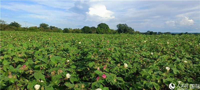 中國(guó)技術(shù)培養(yǎng)的當(dāng)?shù)孛藁ㄌ?。人民網(wǎng)記者 黃培昭攝