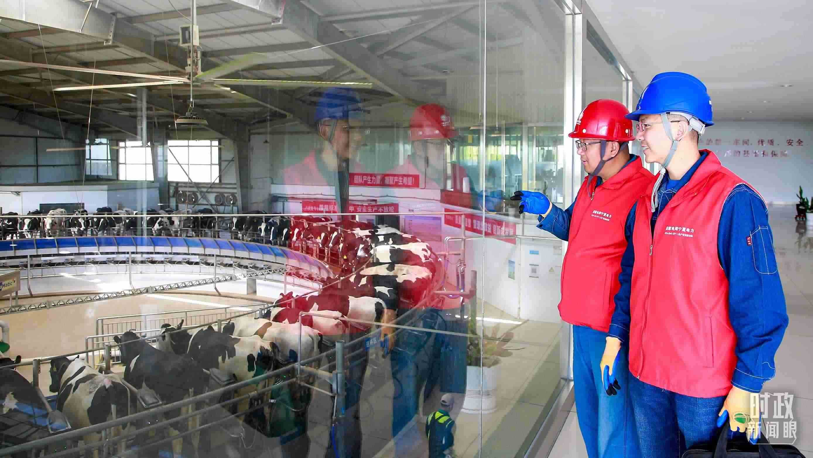  △寧夏銀川，電力員工深入奶牛養(yǎng)殖企業(yè)，助力數(shù)智化養(yǎng)殖。（圖/視覺中國）