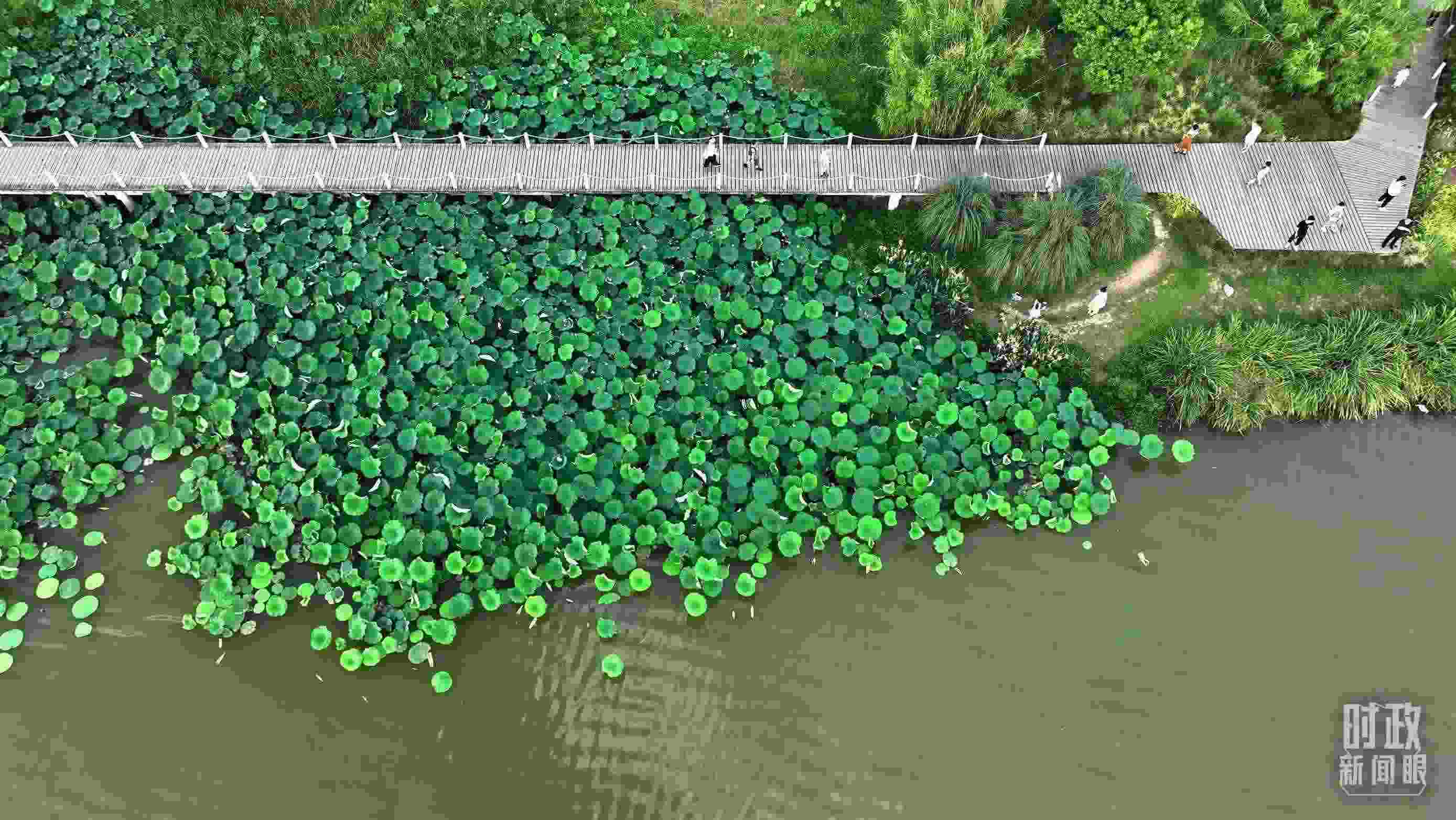 △陜西漢中天漢濕地公園內(nèi)，游人穿行，荷影婆娑。（總臺(tái)記者劉海濤拍攝）