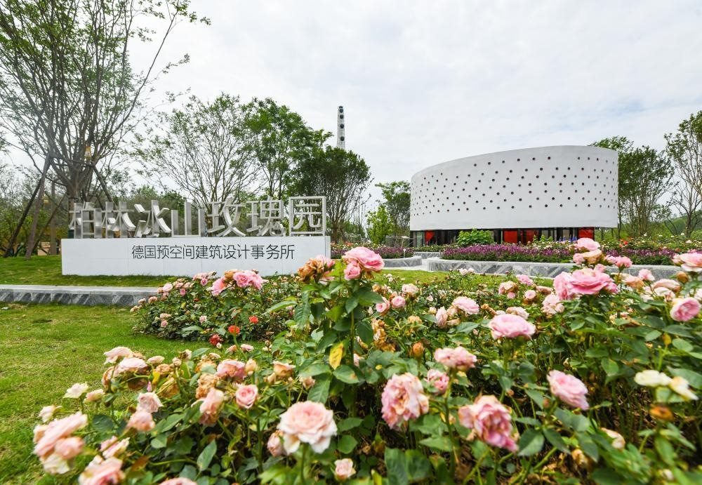 這是2024年4月22日拍攝的成都世園會主會場德國柏林冰山玫瑰園。新華社記者 王曦 攝
