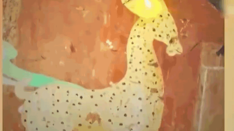 在全新技術(shù)支持下，敦煌莫高窟實(shí)現(xiàn)了窟內(nèi)文物窟外看的新體驗(yàn)。