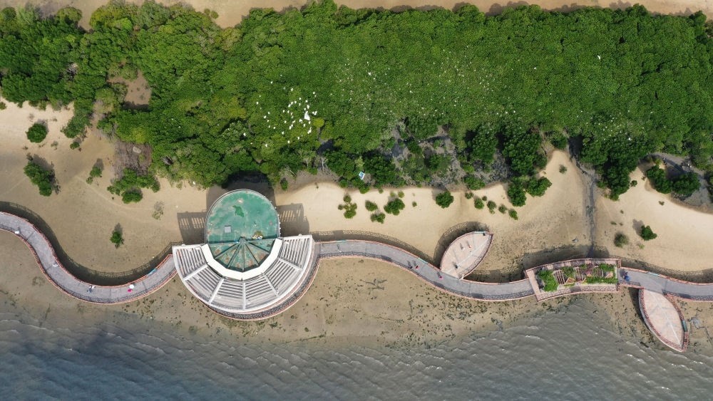 俯瞰廣東湛江市區(qū)海邊的紅樹(shù)林（2023年5月25日攝，無(wú)人機(jī)照片）。