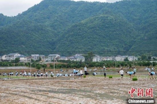 圖為5月21日，綏陽縣旺草中學(xué)學(xué)生在旺草萬畝大壩體驗(yàn)插秧。唐哲 攝
