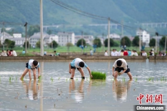 圖為5月21日，綏陽縣旺草中學(xué)學(xué)生在旺草萬畝大壩體驗(yàn)插秧。唐哲 攝