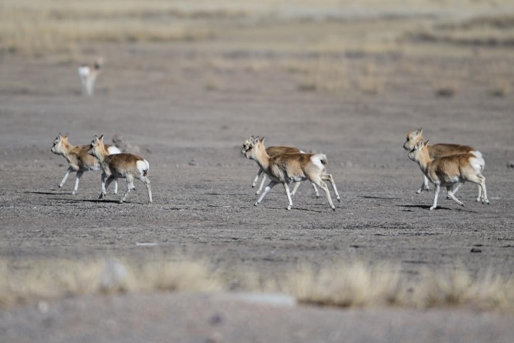 這是1月24日在青海省海北藏族自治州剛察縣哈爾蓋鎮(zhèn)境內(nèi)的草原上拍攝的普氏原羚。新華社記者 張龍 攝