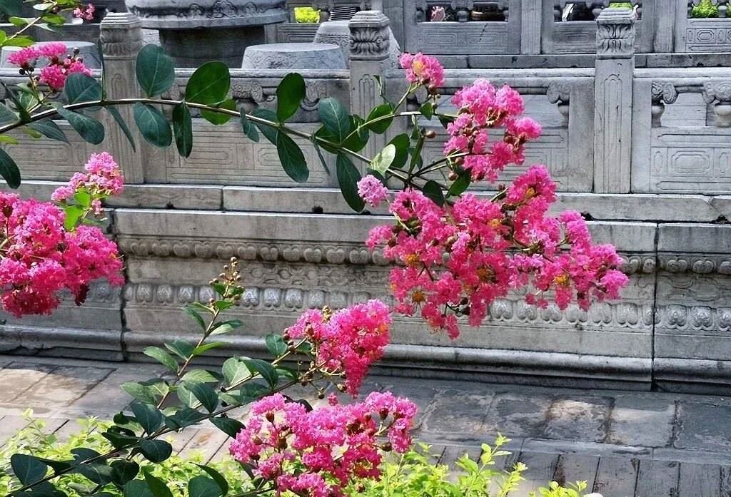 夏天的故宮一角。故宮博物院供圖