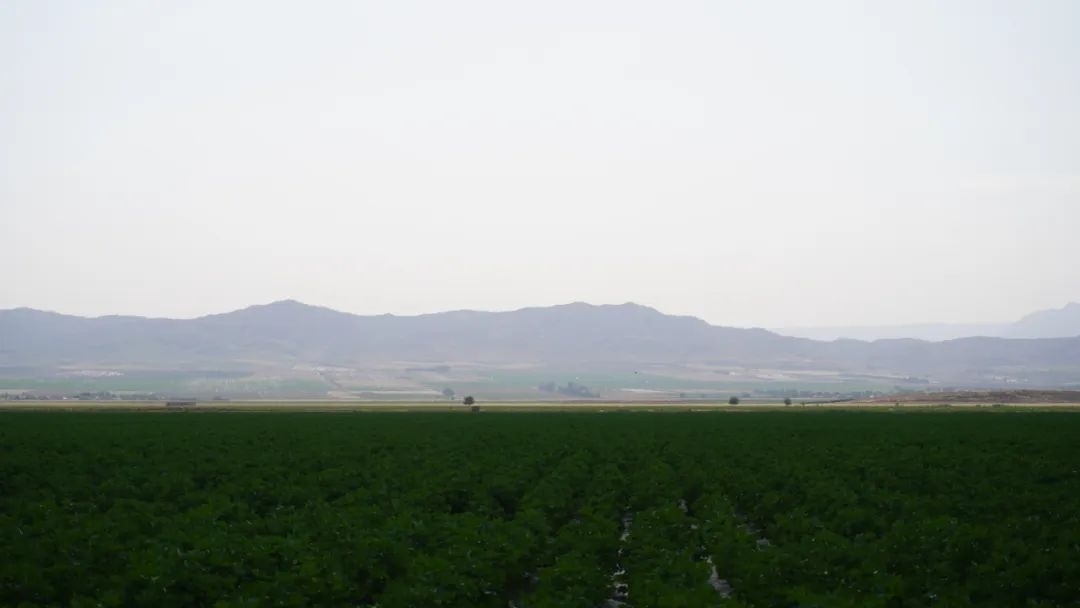 擴(kuò)列孜鎮(zhèn)采用先進(jìn)滴灌技術(shù)的棉田。曲頌攝