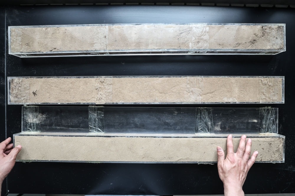 “草根博士”呂林有在遼寧省農(nóng)業(yè)科學院沙地治理與利用研究所章古臺基地實驗室整理提取的沙地土壤剖面樣本（2024年5月30日攝）。新華社記者 潘昱龍 攝