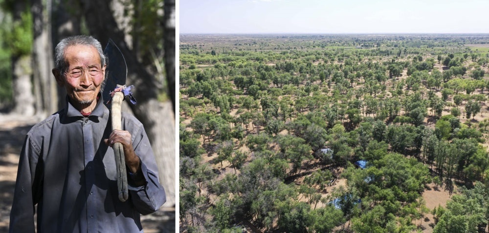 拼版照片：左圖為內(nèi)蒙古鄂托克前旗呼和陶勒蓋嘎查的牧民曹扎娃出門勞作（2023年6月14日攝）；右圖為曹扎娃的承包地（2023年6月14日攝，無人機照片）。20世紀80年代，在毛烏素沙地中，曹扎娃主動承包了2300多畝沙地。這么多年來，曹扎娃堅持種樹治沙，最終將沙地變成了林海。新華社記者 劉磊 攝