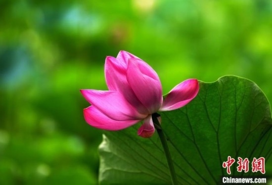 6月19日，時值一年畢業(yè)季，四川大學(xué)望江校區(qū)荷花池里的荷花盛開，成為了畢業(yè)生們的打卡圣地，吸引了眾多畢業(yè)生拍照留念。圖為盛開的荷花。中新社記者 安源 攝