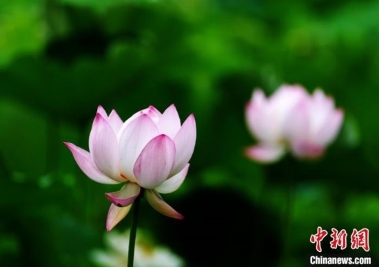 6月19日，時值一年畢業(yè)季，四川大學(xué)望江校區(qū)荷花池里的荷花盛開，成為了畢業(yè)生們的打卡圣地，吸引了眾多畢業(yè)生拍照留念。圖為盛開的荷花。中新社記者 安源 攝