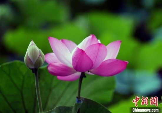 6月19日，時值一年畢業(yè)季，四川大學(xué)望江校區(qū)荷花池里的荷花盛開，成為了畢業(yè)生們的打卡圣地，吸引了眾多畢業(yè)生拍照留念。圖為盛開的荷花。中新社記者 安源 攝