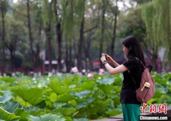 6月19日，時值一年畢業(yè)季，四川大學(xué)望江校區(qū)荷花池里的荷花盛開，成為了畢業(yè)生們的打卡圣地，吸引了眾多畢業(yè)生拍照留念。圖為畢業(yè)生在荷花池邊拍照留念。中新社記者 安源 攝